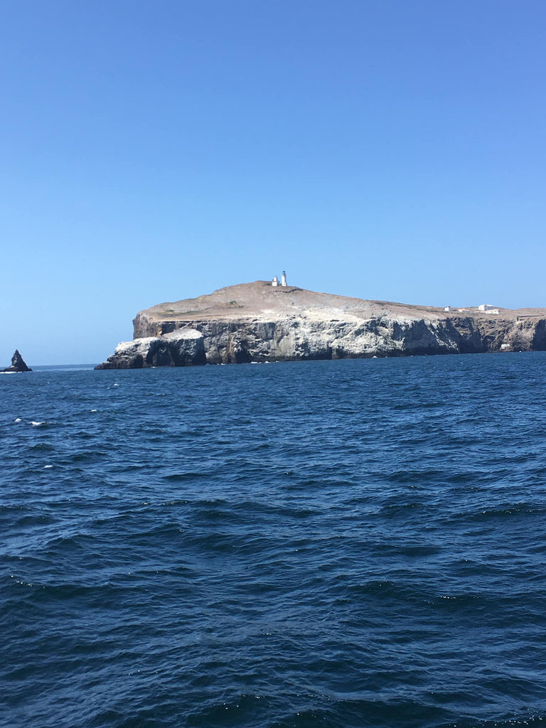 Cruises to the Channel Islands National Park🤩⛴
